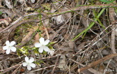 Drosera pallida