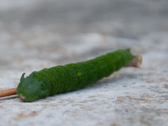 Charaxes brutus natalensis