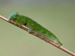Charaxes brutus natalensis