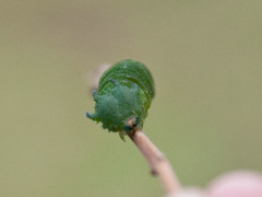 Charaxes brutus natalensis