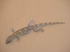 Homopholis walbergii