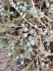 Camphorosma monspeliaca