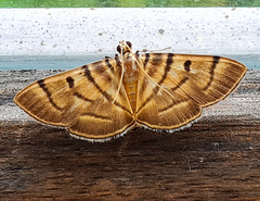 Dichocrocis