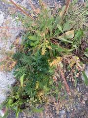 Potentilla multifida