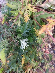 Potentilla multifida