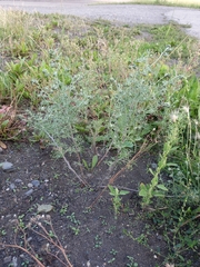Artemisia jacutica