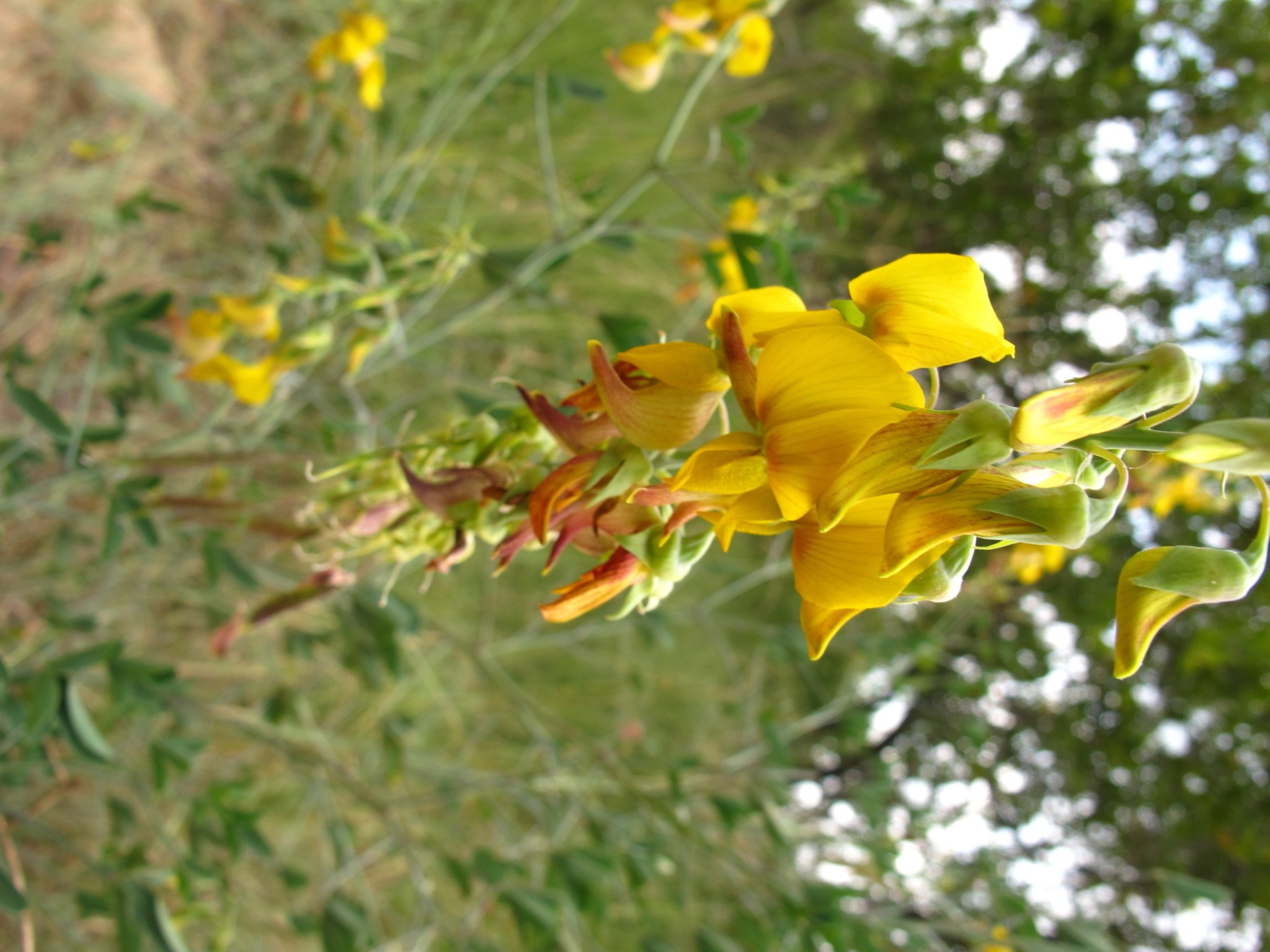 Crotalaria laburnifolia ssp. australis