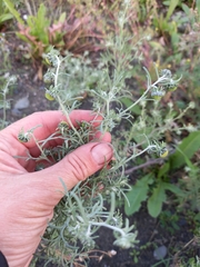Artemisia jacutica