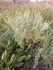 Artemisia jacutica
