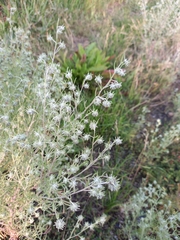 Artemisia jacutica