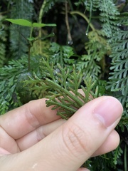 Asplenium prolongatum