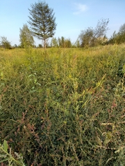 Descurainia sophioides