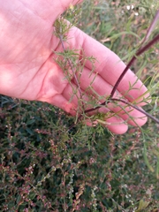 Descurainia sophioides