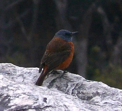Monticola rupestris