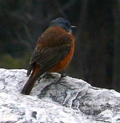Monticola rupestris