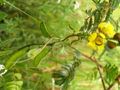 Senna italica arachoides