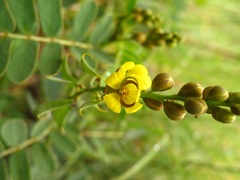 Senna italica arachoides