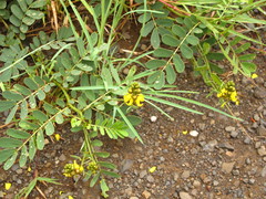 Senna italica arachoides