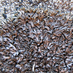 Phaeophyscia sciastra