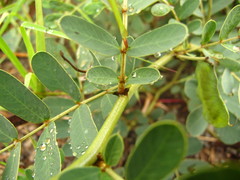 Senna italica arachoides