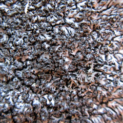 Phaeophyscia sciastra