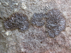 Phaeophyscia sciastra