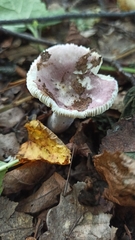 Russula violacea