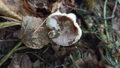 Russula violacea