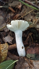 Russula violacea