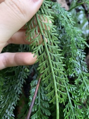 Asplenium prolongatum