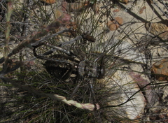 Hetrodes pupus pupus