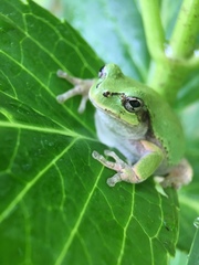 Hyla japonica