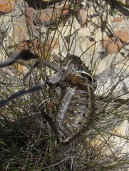 Hetrodes pupus pupus