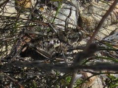 Hetrodes pupus pupus