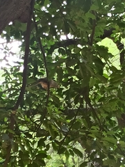 Argya striata
