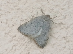 Onychora agaritharia