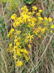 Hypericum perforatum perforatum