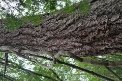 Toxicodendron diversilobum