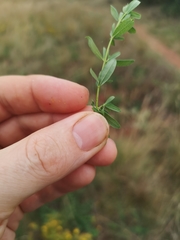 Hypericum perforatum perforatum
