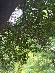 Argya striata
