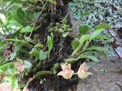 Bulbophyllum pectinatum