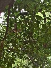 Argya striata