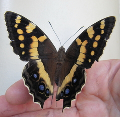 Aeropetes tulbaghia