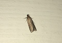 Helcystogramma albinervis