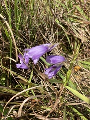 Dierama floriferum