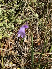 Dierama floriferum