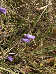 Dierama floriferum