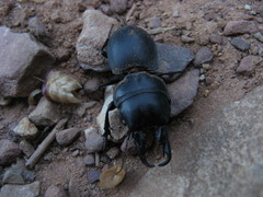 Pachyodontus languidus