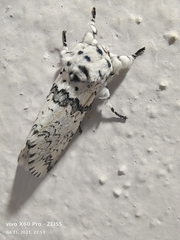 Lepidoptera
