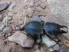 Pachyodontus languidus